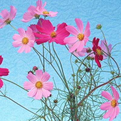 真人斗牛牛手机app下载